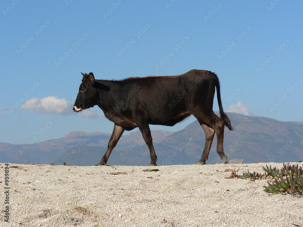 une vache en corse 6