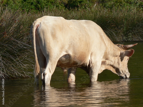 une vache en corse 5