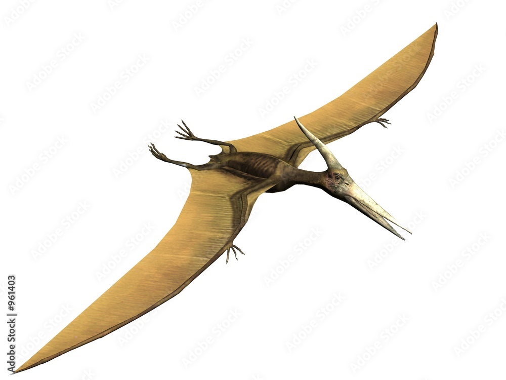 Foto pterus the pterosaur