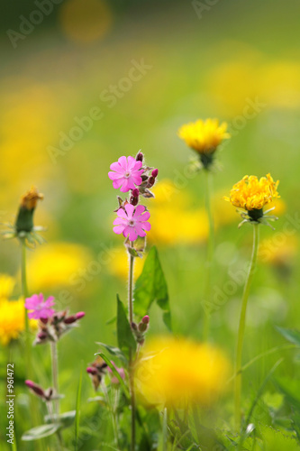 spring flowers