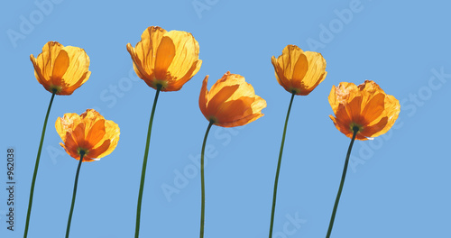 yellow poppies and blue sky