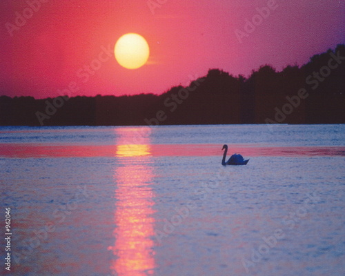 swan on reynolds channel photo