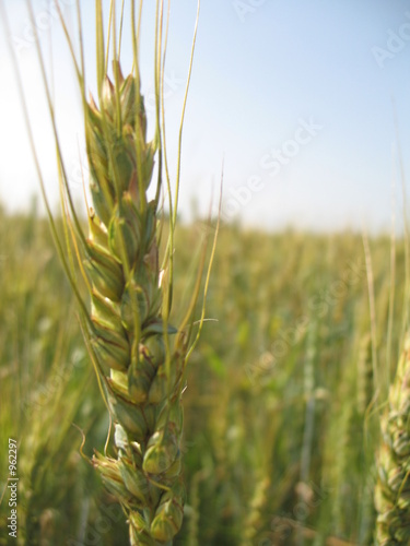 grain
