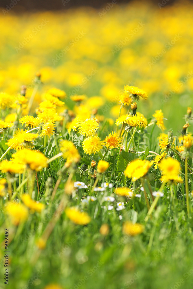 spring flowers spring flowers