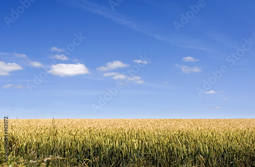 corn field