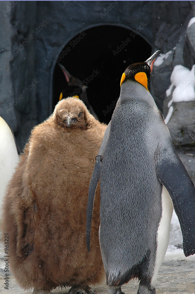 ugly penguin young foto de Stock Adobe Stock