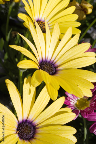 polarblumen