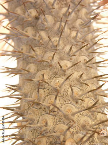 kaktus mit schnecke / cactus with snail