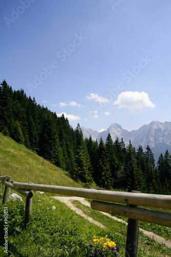 alpenwiese / alpine meadow