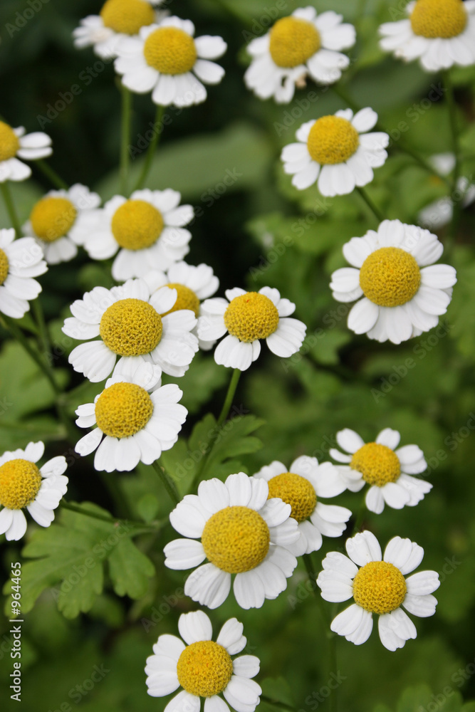 Foto camomiles daisywheels