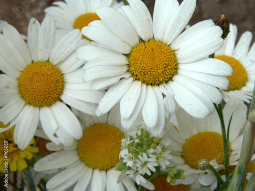 daisies