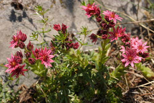 sempervivum montanum (joubarbe des montagnes) 0343