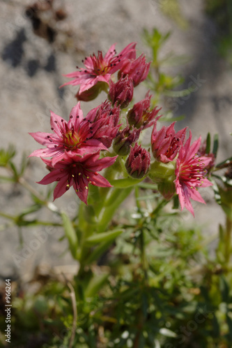 sempervivum montanum (joubarbe des montagnes) 0346