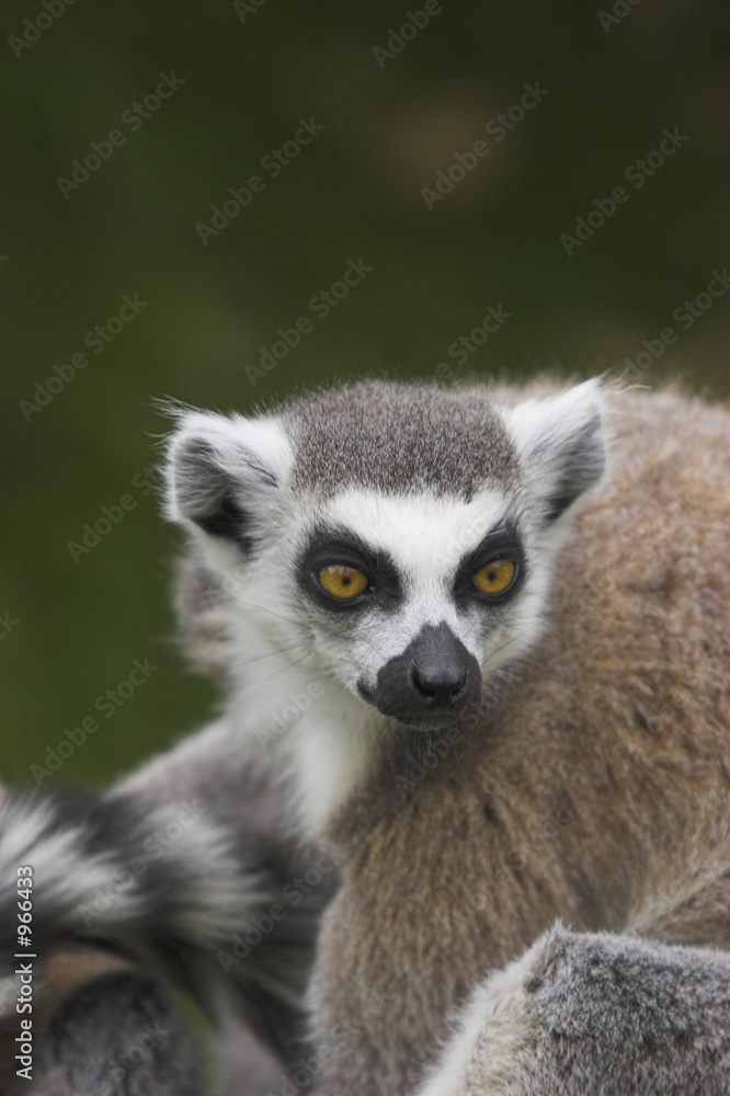 Fototapeta premium ring-tailed lemur