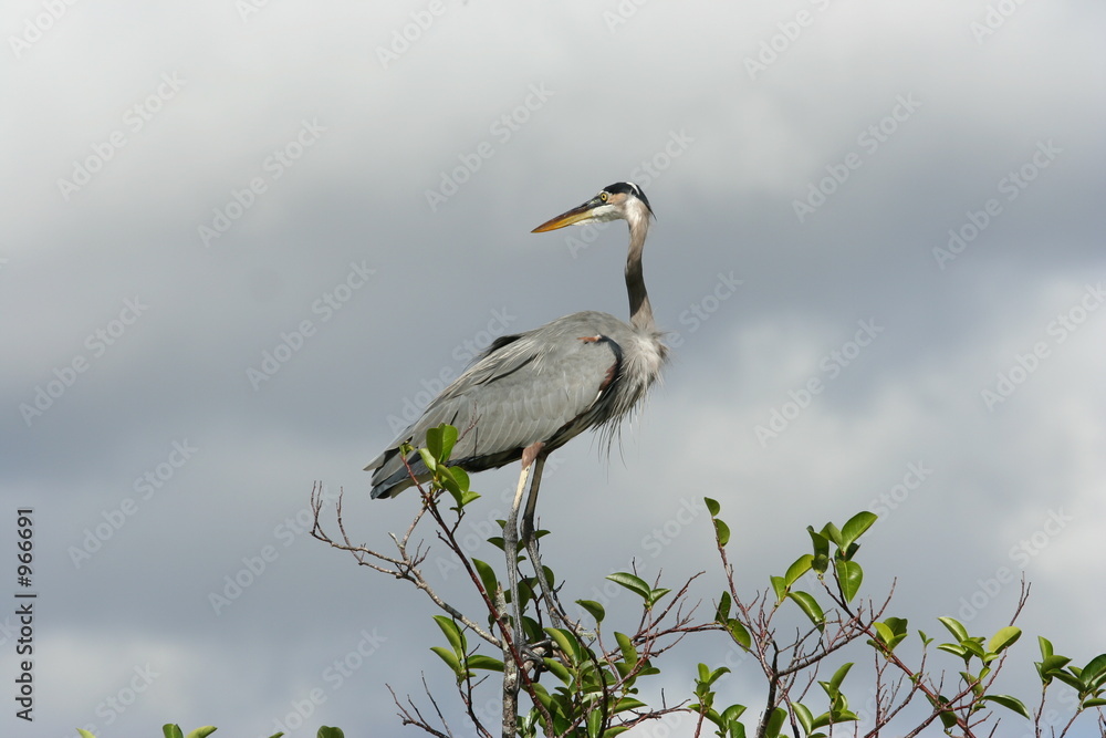 Fototapeta premium great blue heron