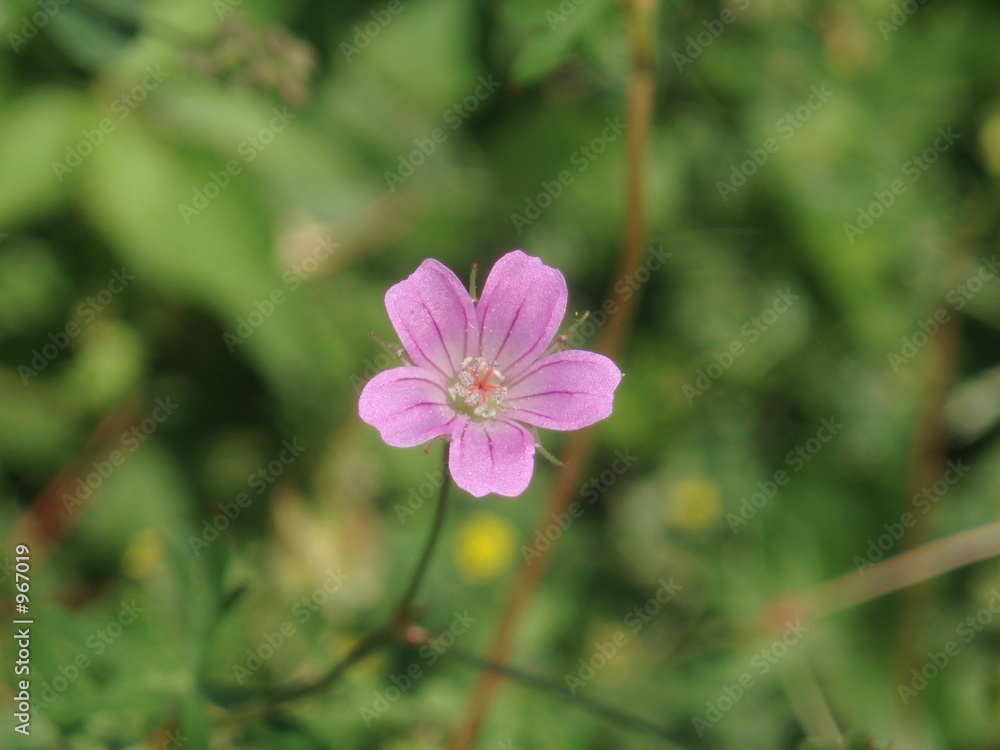 delicate flower
