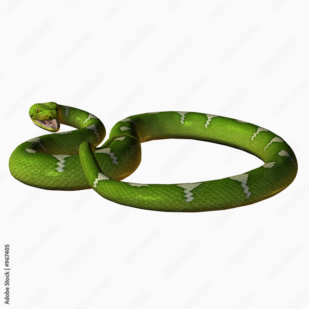 Fototapeta premium python