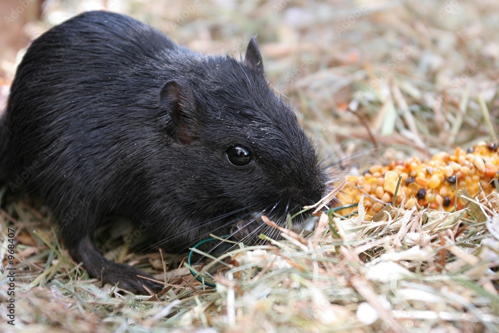Fotografie portrait souris noire et céréales