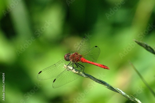 red dragon-fly © Witold Krasowski