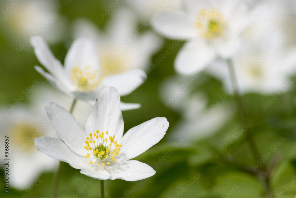 wood anemone wood anemone