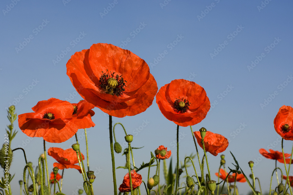 Fototapeta premium poppies