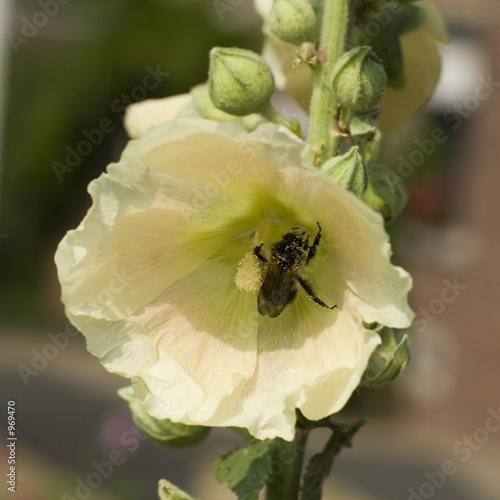 bee on the flowers