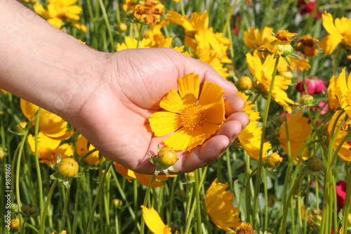 sunny flower