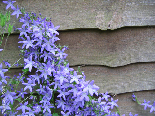 campanula