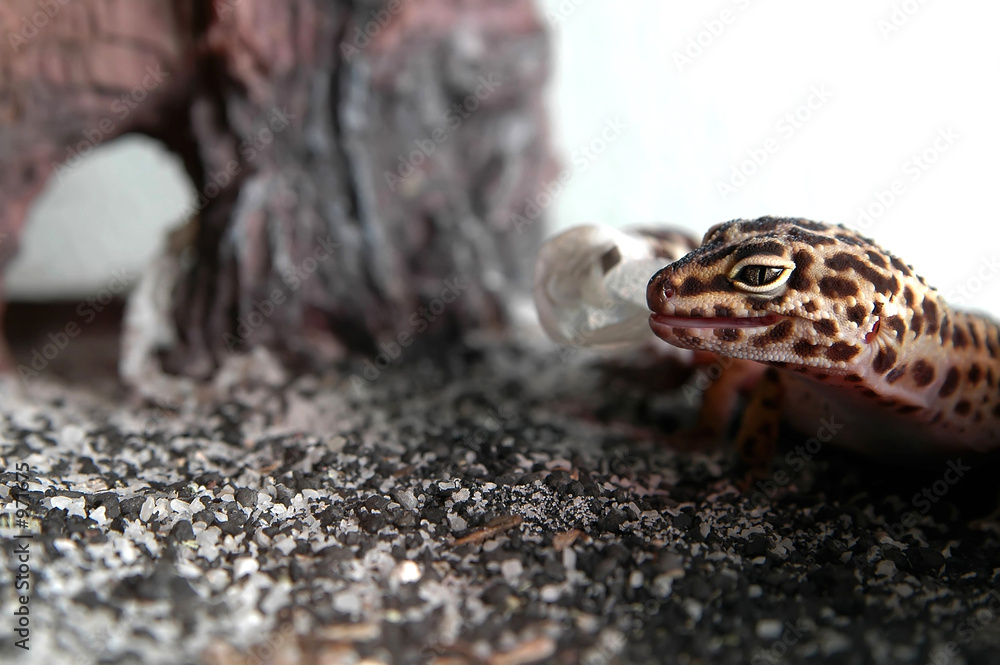leopard gecko