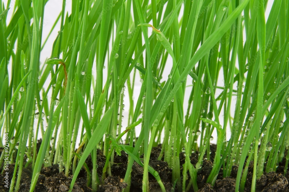 green wheat detail green wheat detail