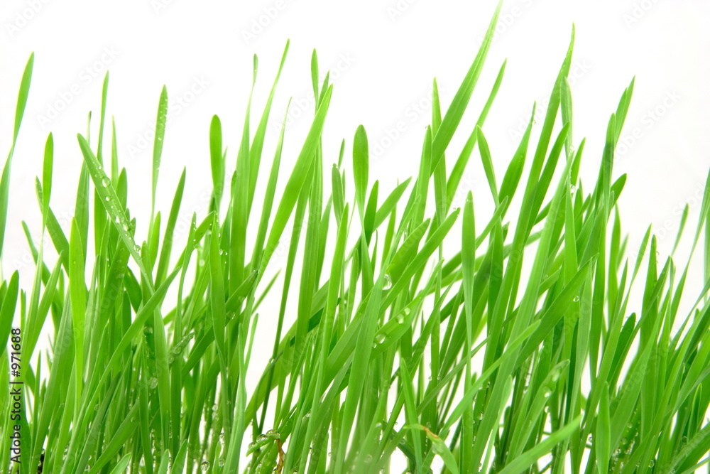 green wheat landscape green wheat landscape