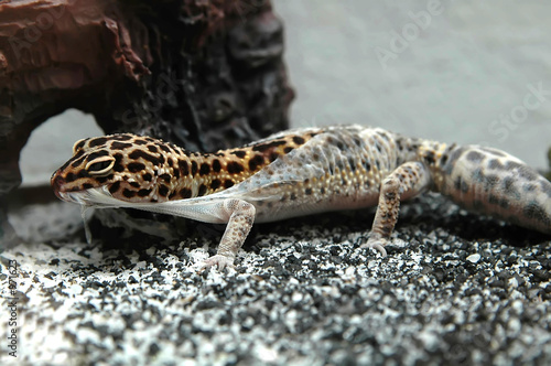 leopard gecko shedding entire body