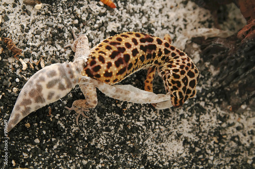 leopard gecko shedding mid section