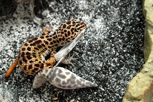 leopard gecko shedding feet skin