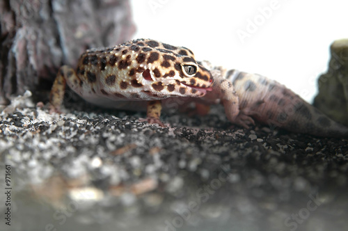 leopard gecko shedding belly skin