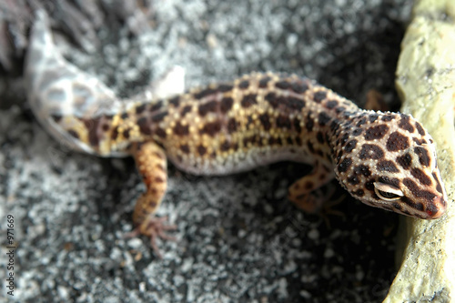 leopard gecko - shedding