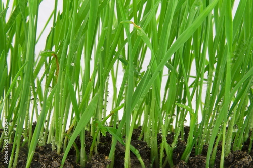 green wheat detail