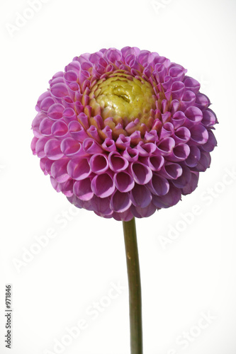  dahlien kugel