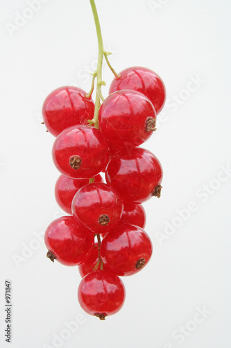 rote johannisbeere traube