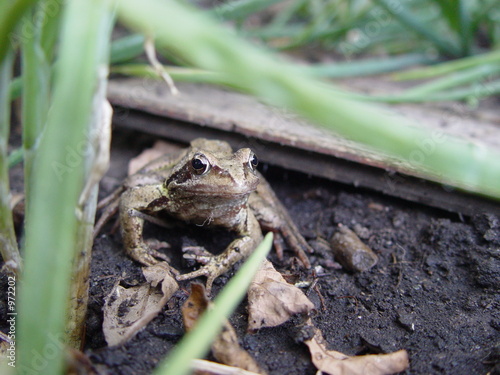 frog i photo