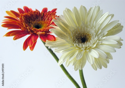two pretty flowers