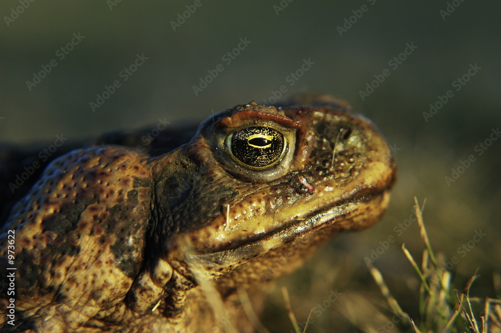 Obraz premium frog