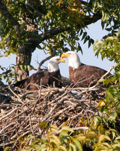 eagles in the nest
