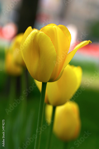 yellow tulip close-up