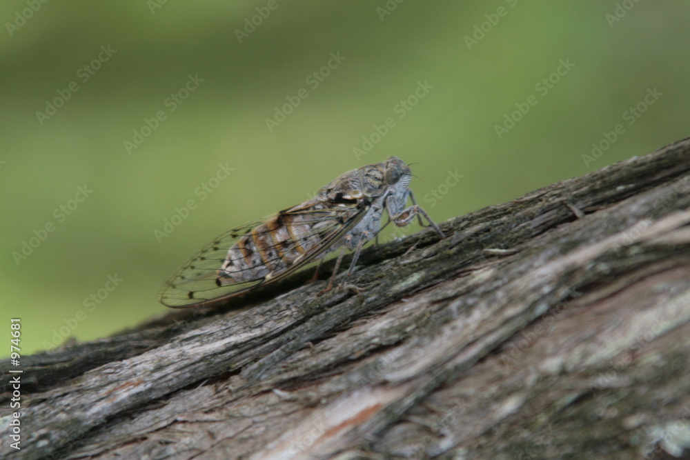 cigale sur un arbre cigale sur un arbre