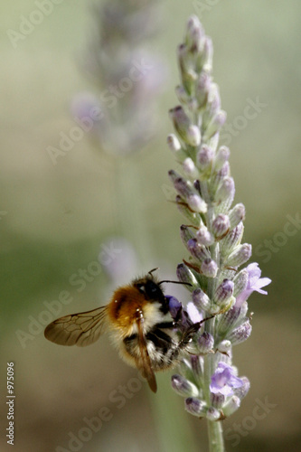 abeille 4