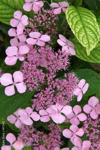 hortensia 3