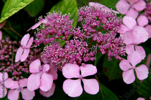 hortensia 2