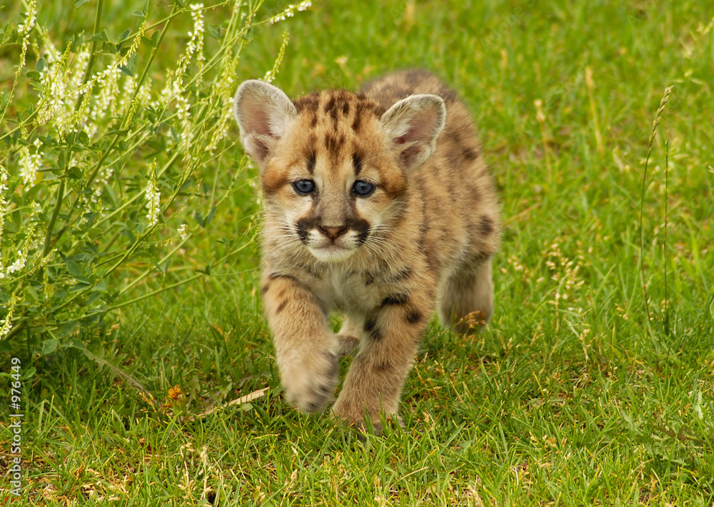 Naklejka premium Mountain Lion Cub