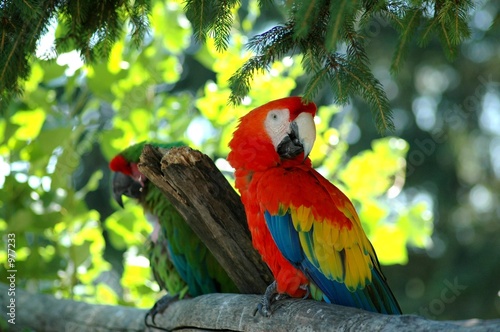 parrots